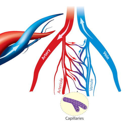 Arteries & Veins