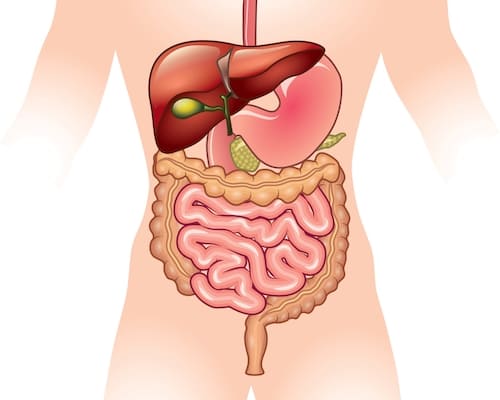 Parts of the Digestive System