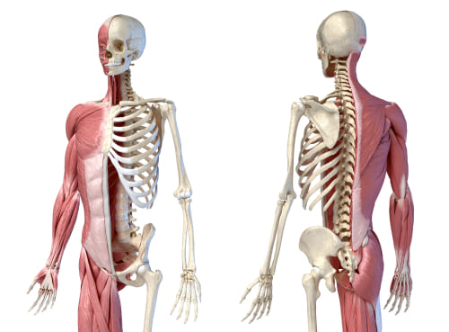 Parts of the Musculoskeletal System