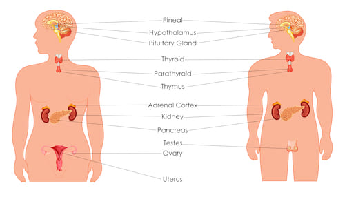 Parts of the Endocrine System