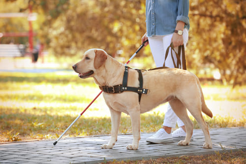 Caring for Clients with Service Dogs